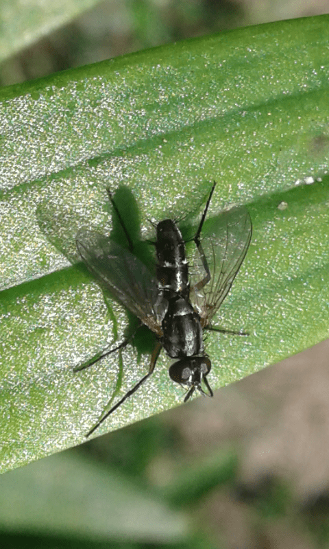 Tachinidae : Mintho sp.?  S, Mintho rufiventris